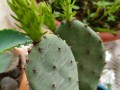 仙人掌怎么移植（仙人掌怎么移植成活率高）