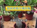 沙漠玫瑰修剪造型方法（沙漠玫瑰怎么修剪,啥时候修剪）