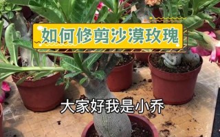 沙漠玫瑰修剪造型方法（沙漠玫瑰怎么修剪,啥时候修剪）