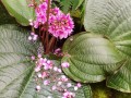 虎颜花种子怎么种（虎颜花的药用价值）