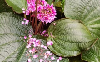 虎颜花种子怎么种（虎颜花的药用价值）
