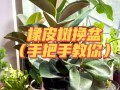 橡皮树怎么换盆（橡皮树怎么换盆与保养）