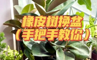 橡皮树怎么换盆（橡皮树怎么换盆与保养）
