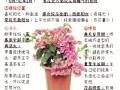 三角梅怎么摘心（三角梅摘心最简单三个步骤）