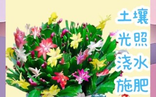 冬天养殖蟹爪兰的禁忌（冬天种蟹爪兰能活吗）