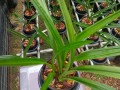 墨兰怎样杀菌（墨兰杀菌是喷叶还是灌根）