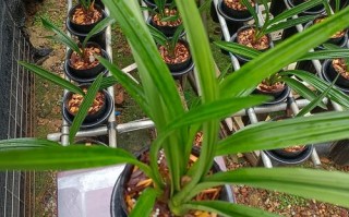 墨兰怎样杀菌（墨兰杀菌是喷叶还是灌根）