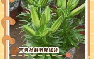 百合花花期过后怎么养（百合花开过了怎么养）