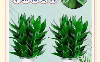 水培富贵竹怎么养（水培富贵竹的正确养法）