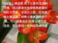君子兰怎么养比较好（君子兰怎么养比较好的方法）