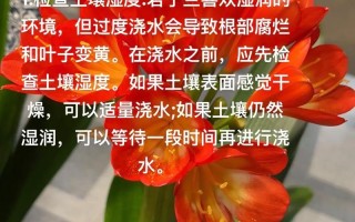 君子兰怎么养比较好（君子兰怎么养比较好的方法）