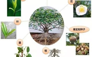 茶树植物知识有哪些呢（茶树植物知识有哪些呢图片）