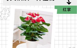 红掌开花小是什么原因（红掌开花后还会再开吗）