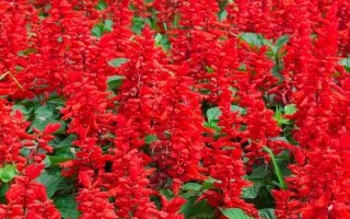 红花银桦冬天能开吗（红花银华）