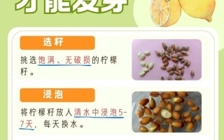 柠檬籽怎么种小盆栽（柠檬籽怎么种小盆栽图片）