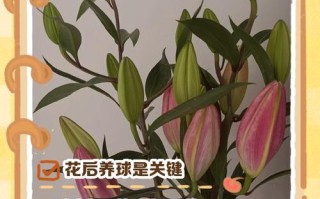 百合花开花后怎么处理（百合花开完花后怎么处理方法）