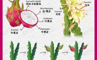 火龙果种植技术（火龙果种植技术与管理）