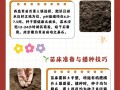 西瓜种子怎么种（金黄西瓜种子怎么种）