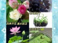 莲子发芽了怎么种植（莲子发芽了怎么种植呢）