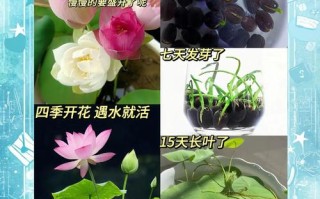莲子发芽了怎么种植（莲子发芽了怎么种植呢）