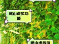 爬墙虎怎么种（爬墙虎怎样移栽）