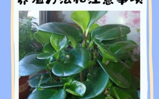 豆瓣绿秋天怎么养（豆瓣绿的养护方法和修剪）