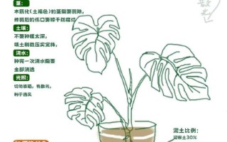 龟背竹怎么养的好（龟背竹怎么养的好一点）