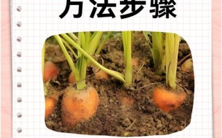 种萝卜的时间（种萝卜的时间和方法）
