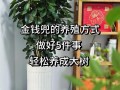 金钱兜的扦插繁殖（金钱兜繁殖方法和注意事项）