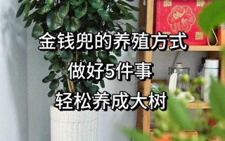 金钱兜的扦插繁殖（金钱兜繁殖方法和注意事项）
