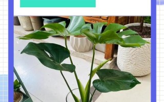 水培龟背竹的养殖方法和注意事项（龟背竹水培最简单三个步骤）