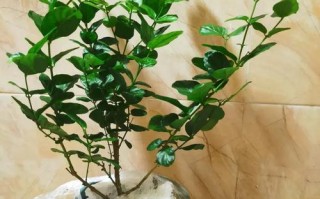 茉莉怎么换盆（茉莉怎么换盆换土）