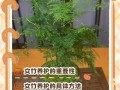 “文竹”总怕养不好（文竹为啥不好养）