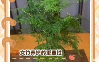 “文竹”总怕养不好（文竹为啥不好养）