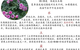盆栽月季花的养殖方法（盆栽月季花的养殖方法和注意事项）