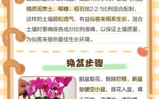仙客来换盆注意事项（仙客来换盆注意事项和换盆后期养护）