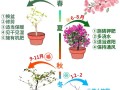 怎么让三角梅全年开花（怎么让三角梅开爆盆）