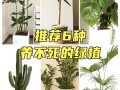 蒲葵树怎么种植（蒲葵树怎么种植方法）