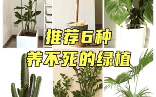 蒲葵树怎么种植（蒲葵树怎么种植方法）