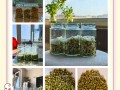 绿豆怎么种小盆栽（绿豆该怎样种）