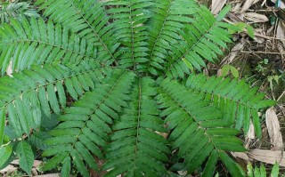 濒危植物及保护知识（濒危植物物种）