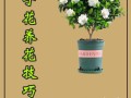 栀子花怎么养（栀子花怎么养才长得好）