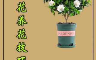 栀子花怎么养（栀子花怎么养才长得好）