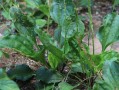 草药植物车前草知识百科大全（车前草植物学特征）