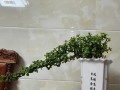 金枝玉叶怎么养才爆盆（金枝玉叶怎么养叶子饱满）