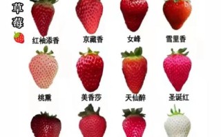 草莓植物百科知识（草莓的科普）