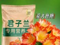 君子兰需要什么肥料（君子兰需要什么肥料比较好）