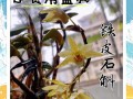 石斛怎么养才好（石斛怎么养比较好）