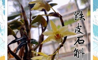 石斛怎么养才好（石斛怎么养比较好）
