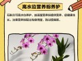 石斛兰如何施肥（石斛兰如何施肥视频）